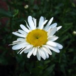 IMG_1025 IMG_1025