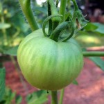 IMG_1026 IMG_1026