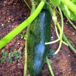 IMG_1029 IMG_1029