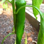IMG_1030 IMG_1030
