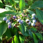 IMG_1036 IMG_1036